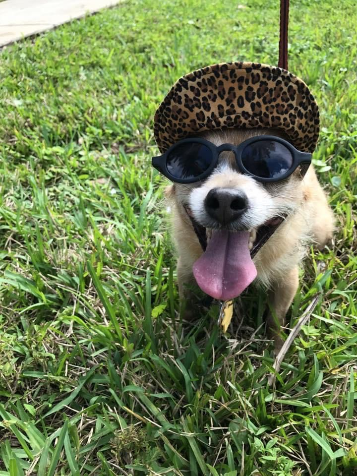 Frida smiling in the grass, wearing sunglasses and a leopard-print cap