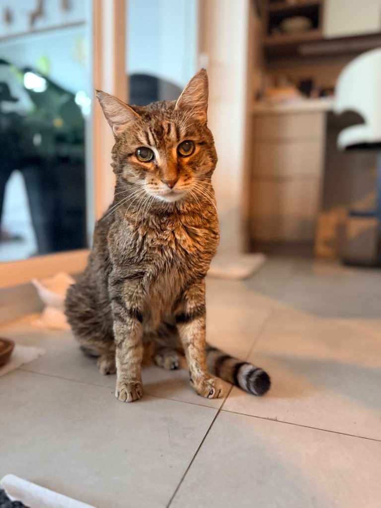 A tabby cat at home