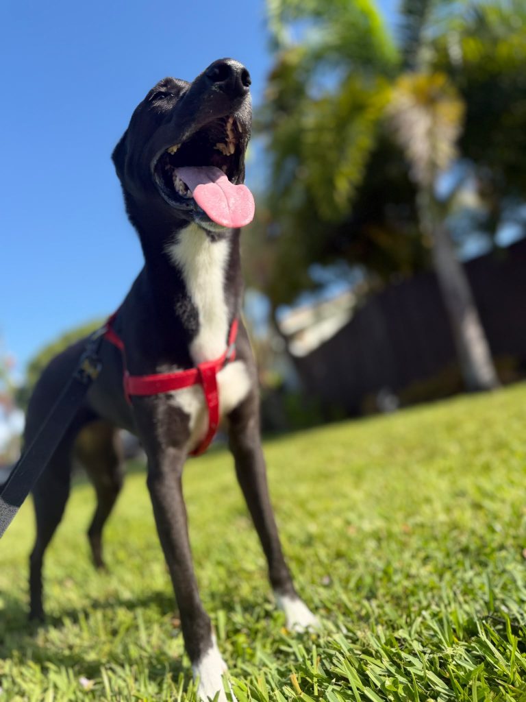 A happy dog in Frida’s Pawsome care