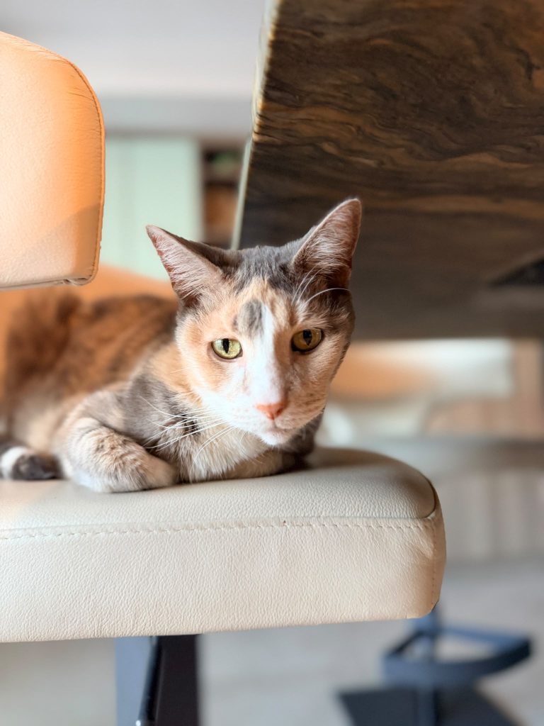 A relaxed cat at home