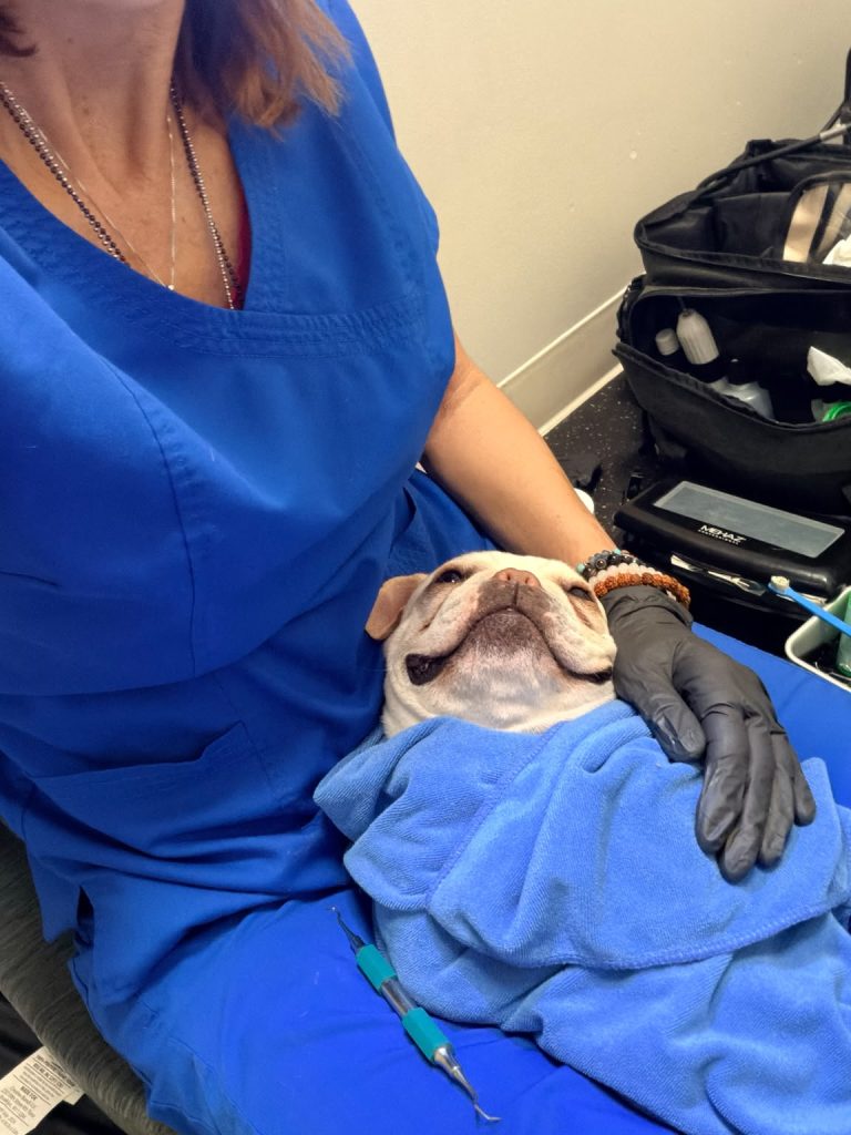 Gentle hands caring for a pet