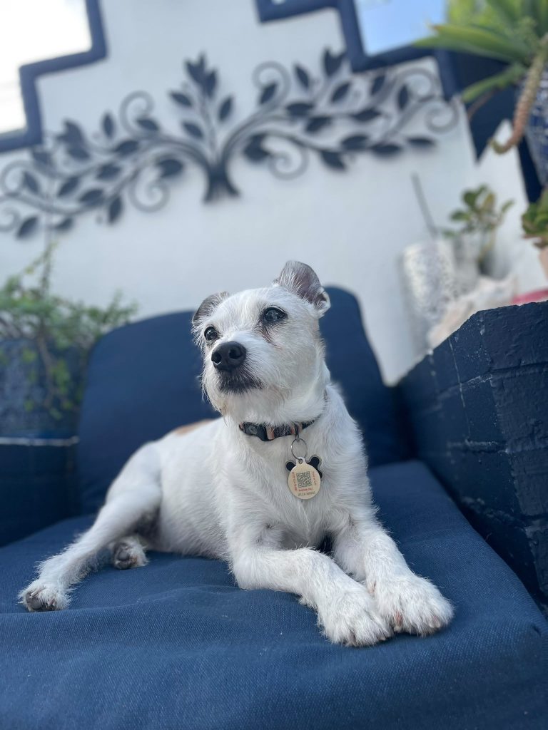 A happy dog in Frida’s Pawsome care