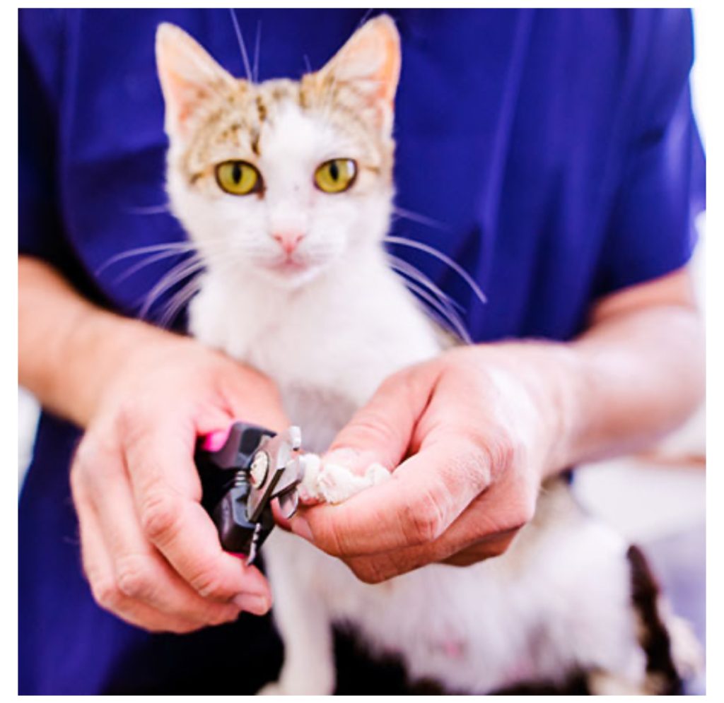 A cat receiving a careful nail trim