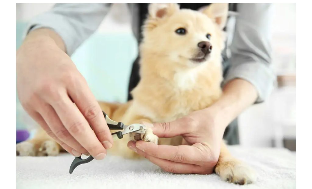 A dog having its nails carefully trimmed