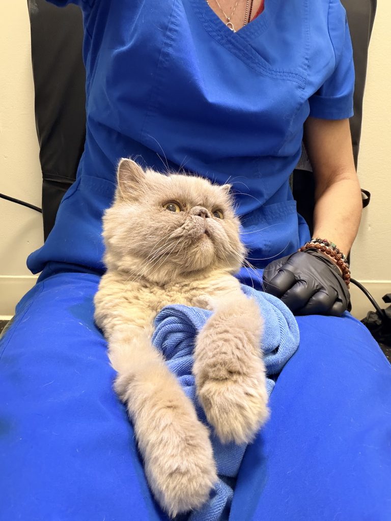 A cat supported by a gloved caregiver in veterinary scrubs