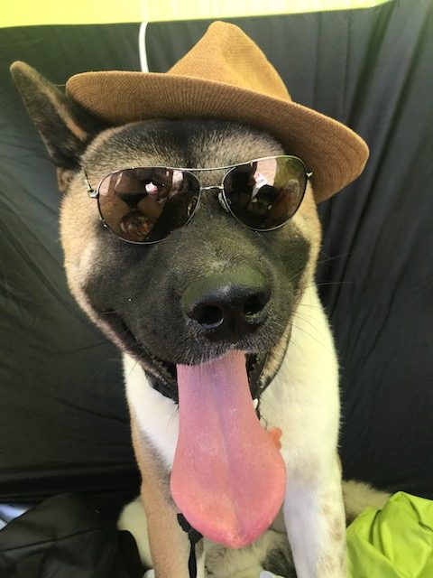 Pet Sitting
