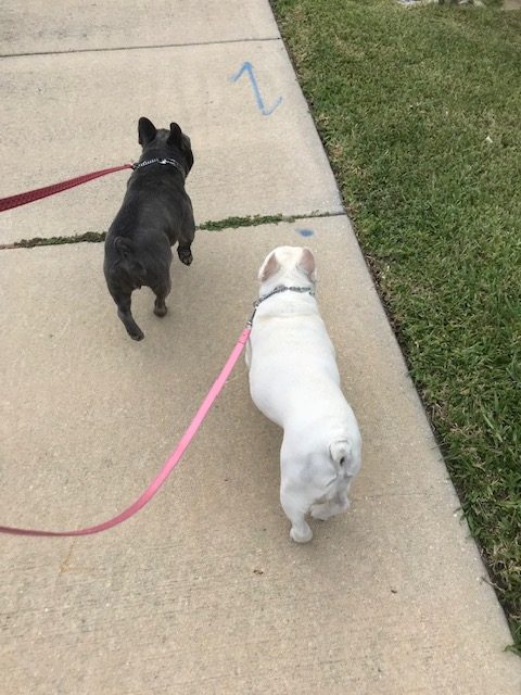 Dog Walking