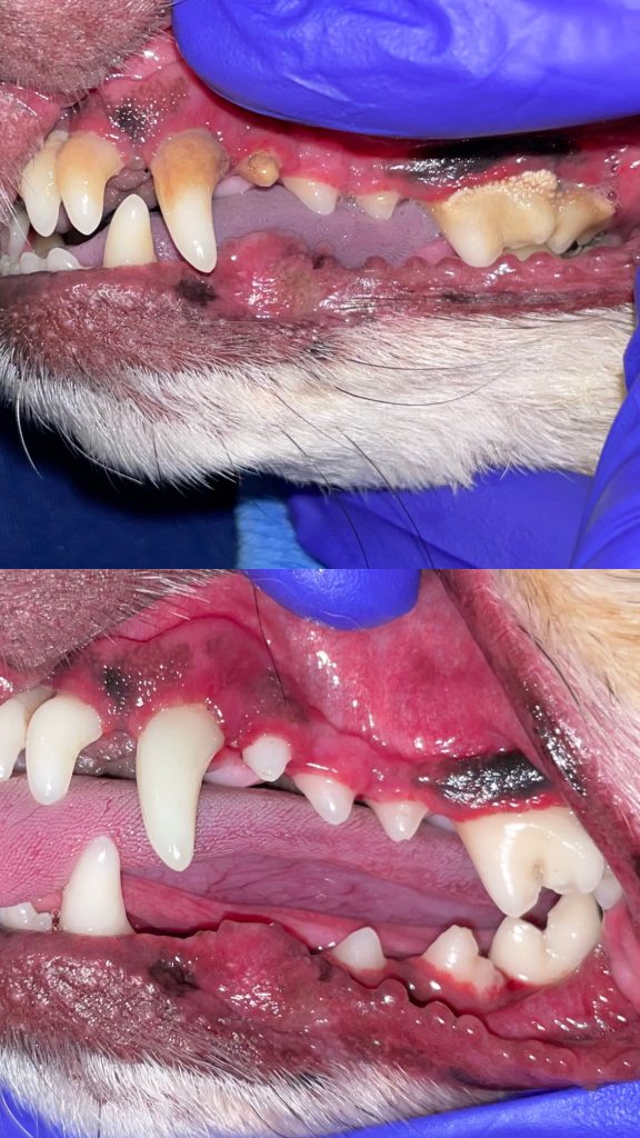 Non-Anesthetic Dental Cleaning